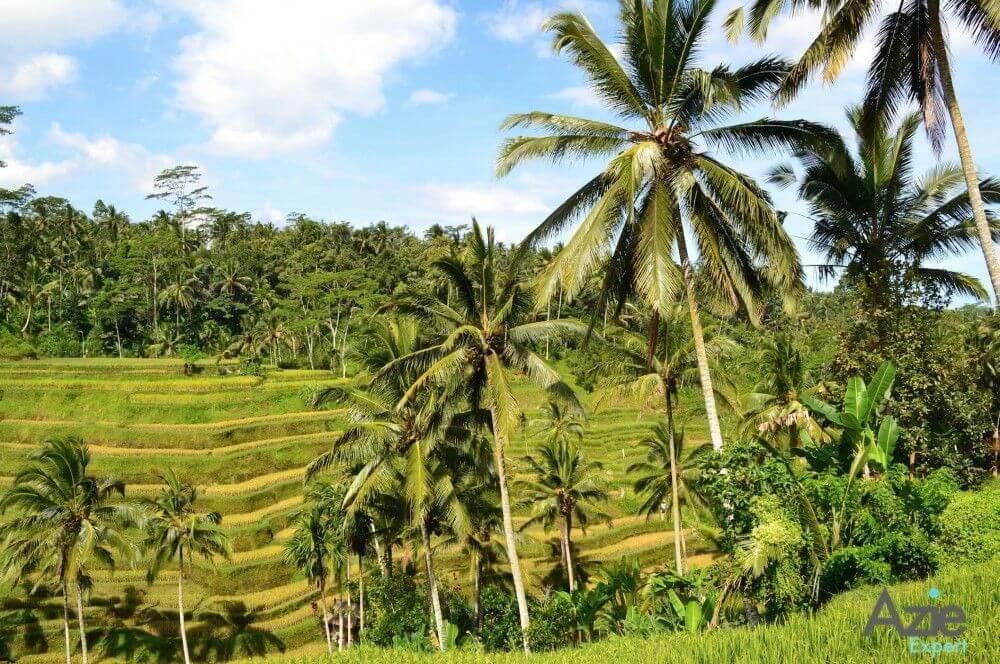 Tegallalang