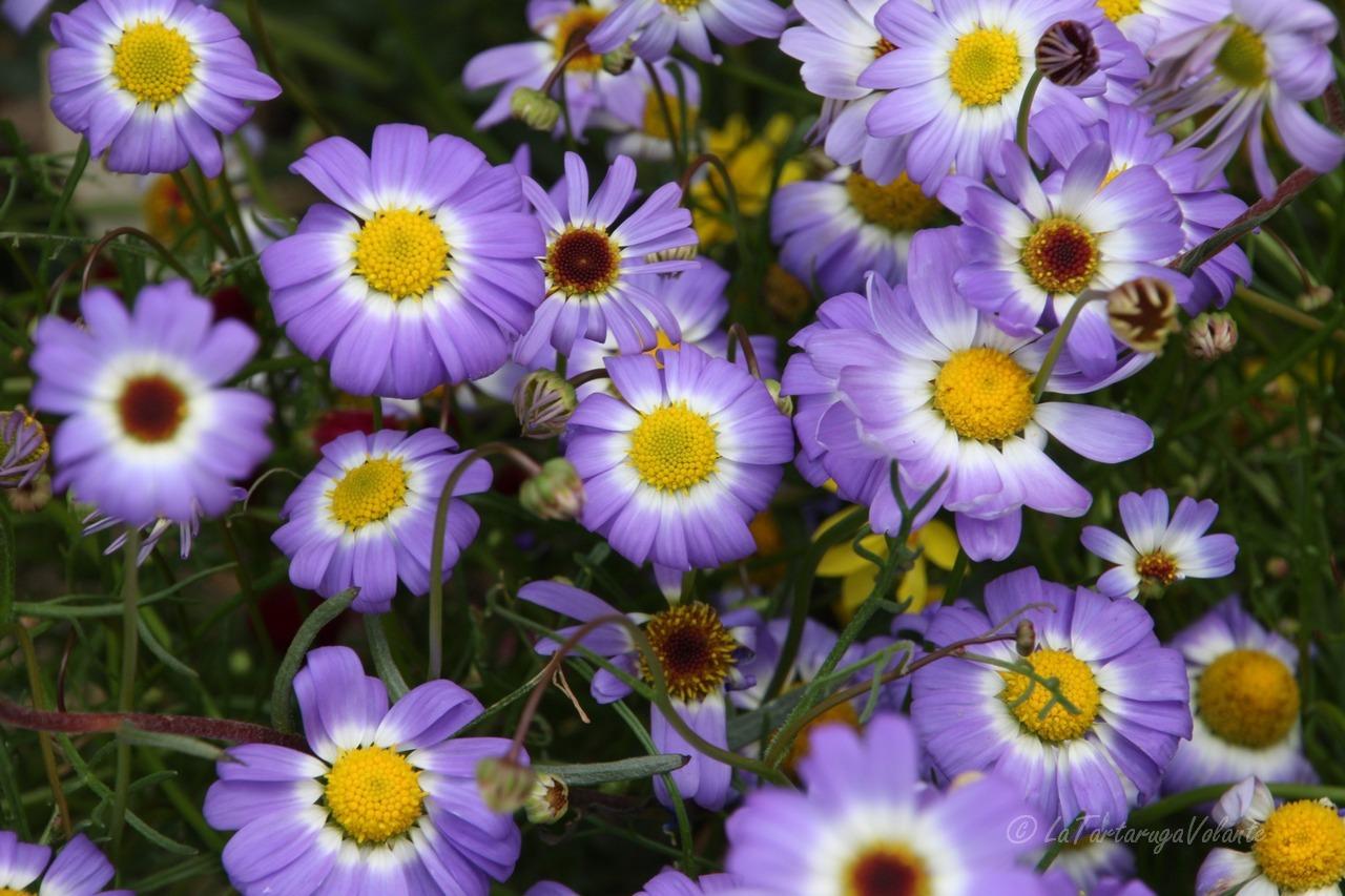 Western Australia Wildflowers season