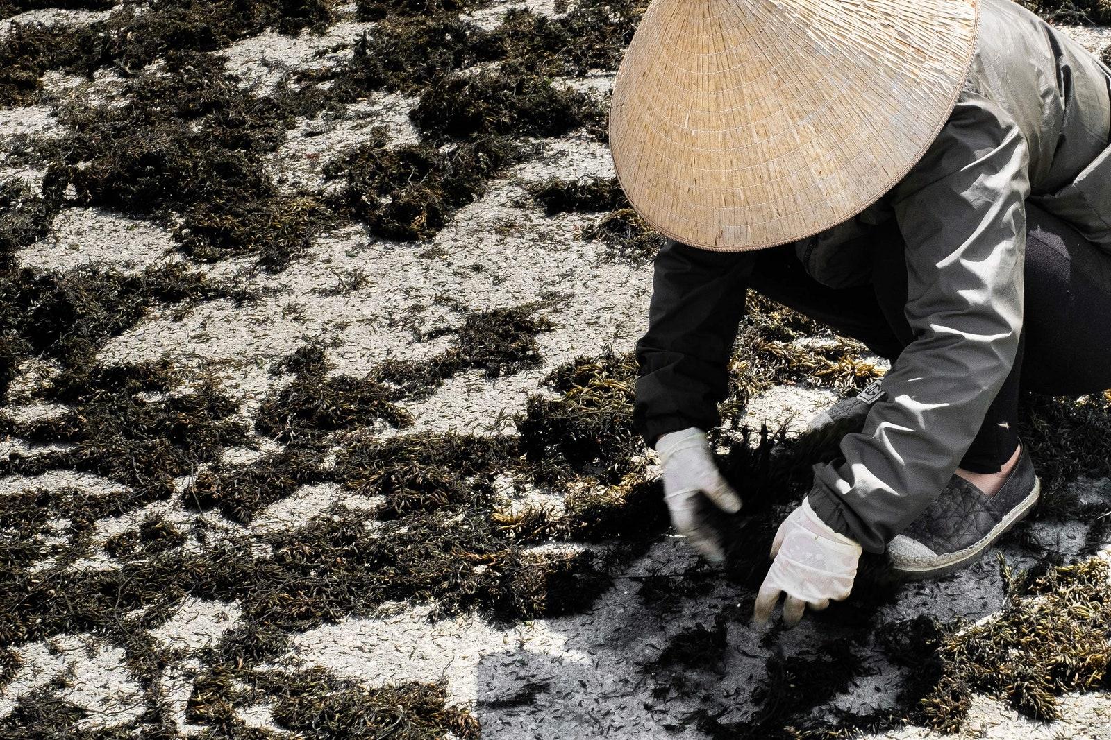 Hijiki seaweed farmer